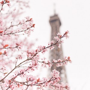 Springtime in Paris_cherry blossoms at Eiffel Tower                          